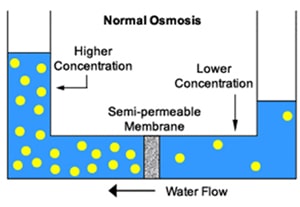 osmosis process